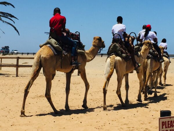 Swakopmund Camel Farm